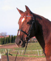 Kopf3